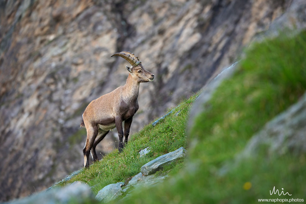 Animal 24