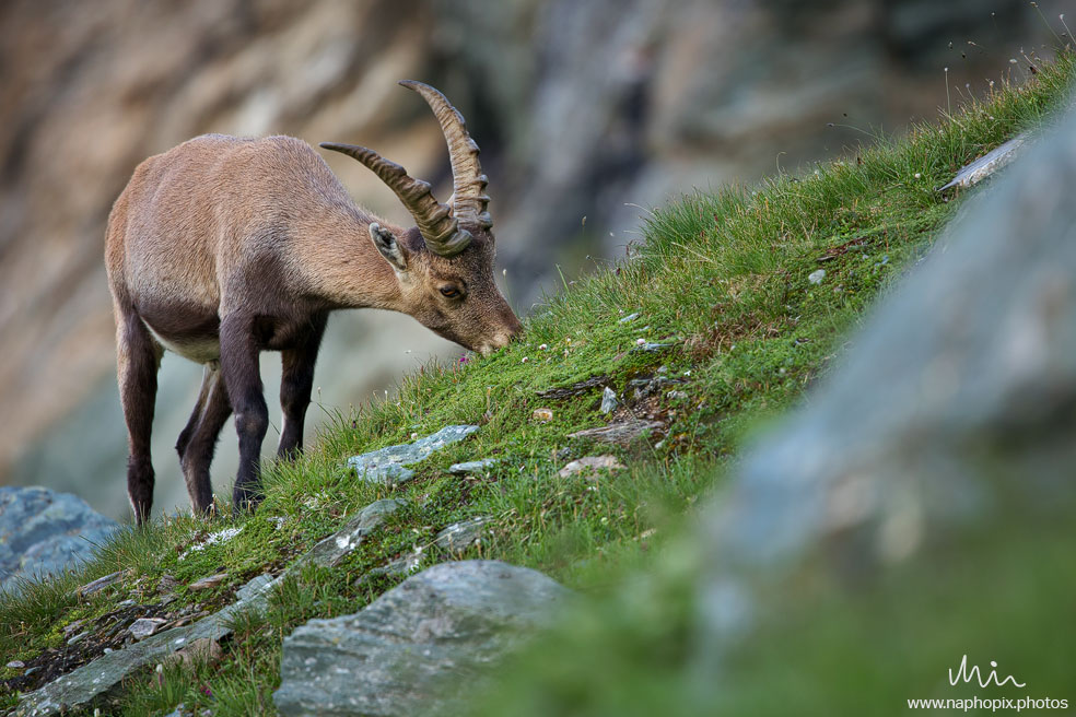 Animal 24 1