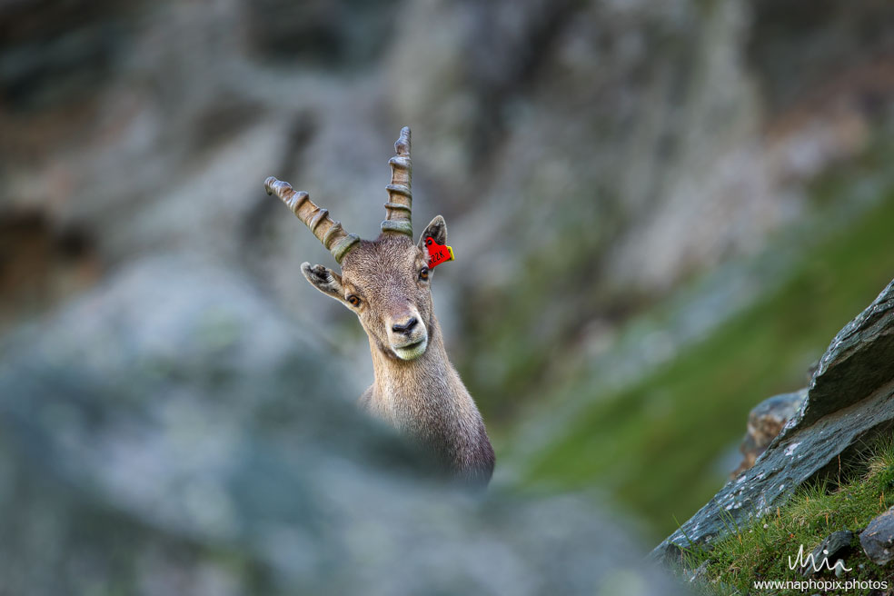 Animal 24 2