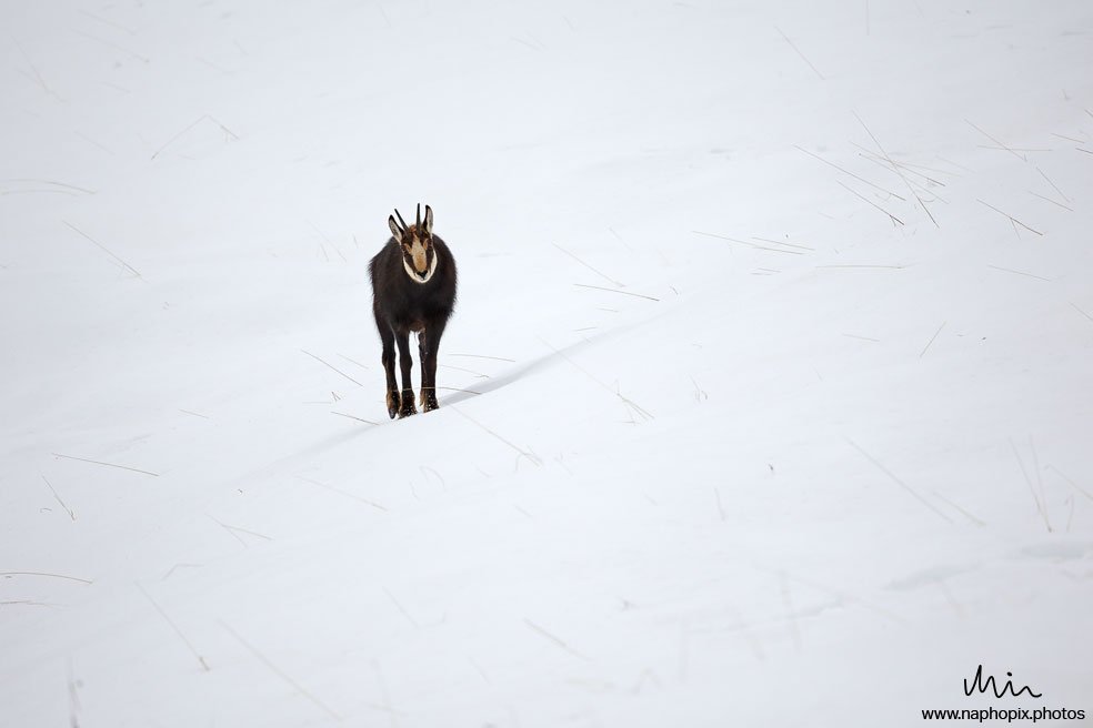 Animal 24 3