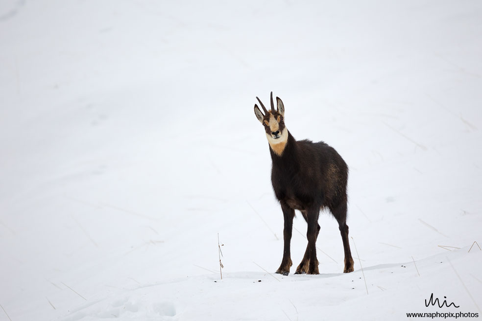 Animal 24 4