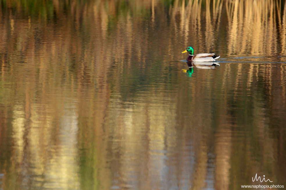 Animal 28