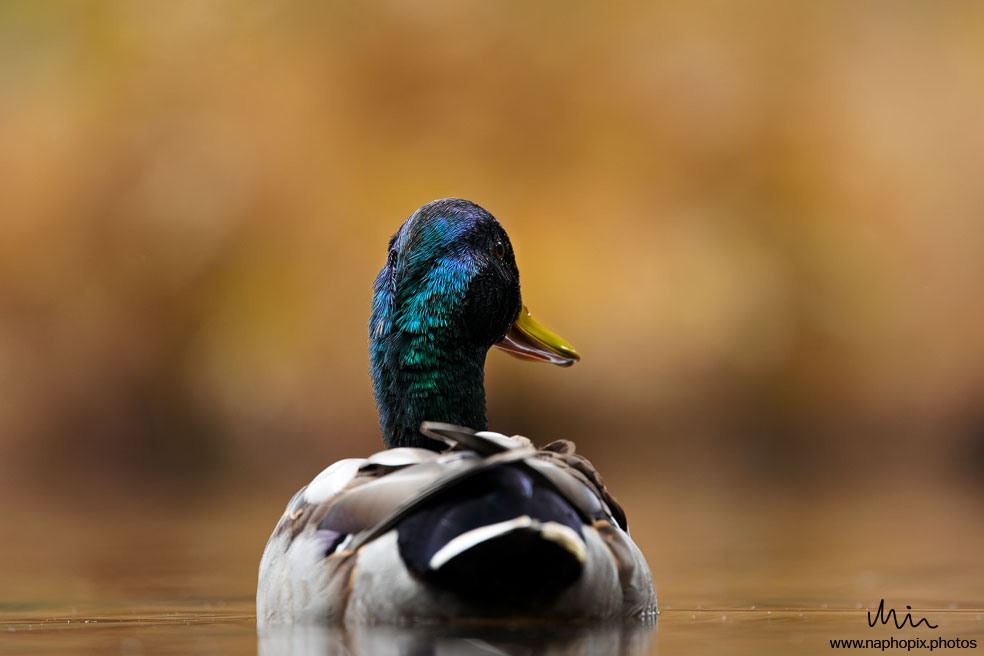 Animal 29