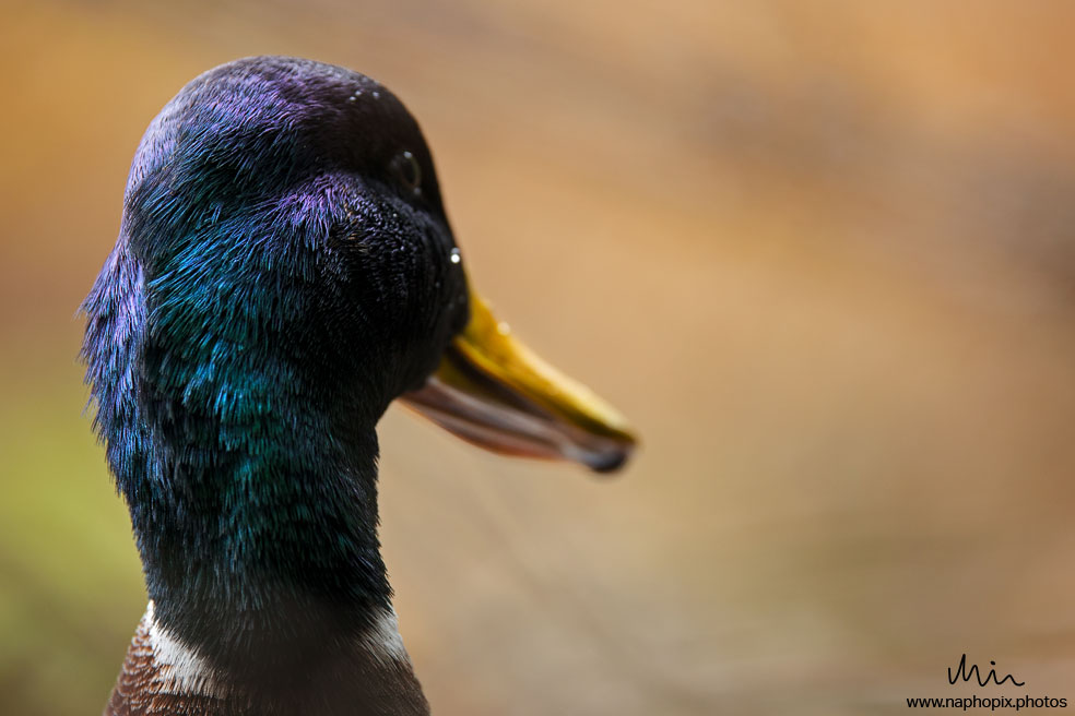 Animal 30