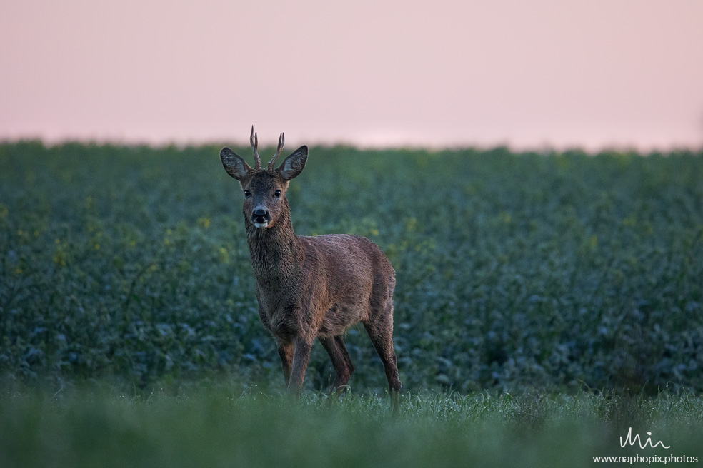 Animal 4