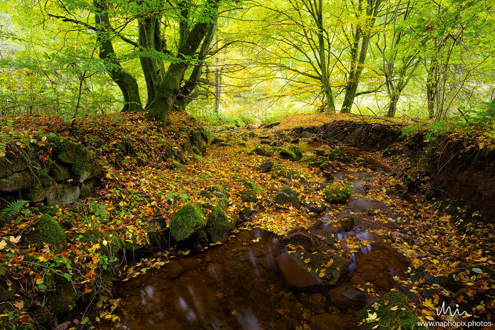 Landscape 10