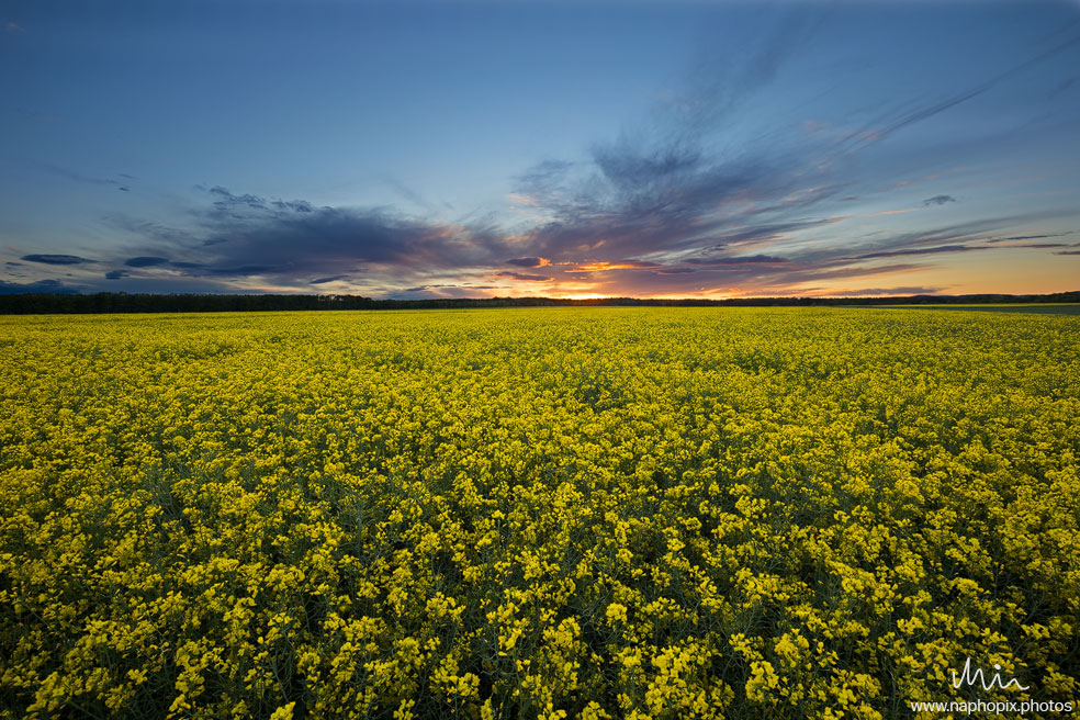 Landscape 77