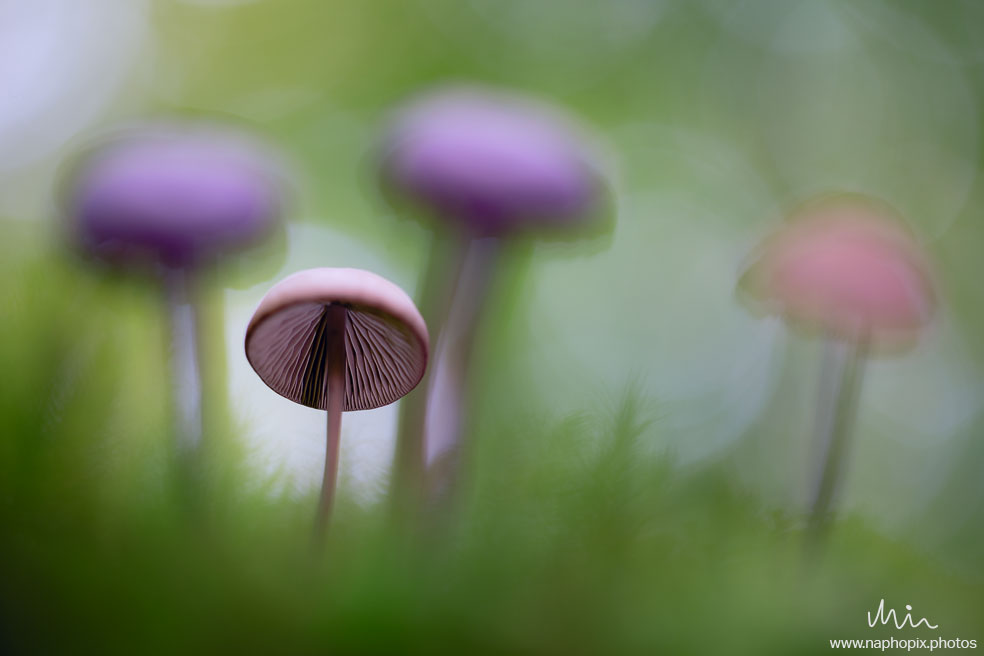 Macro 10