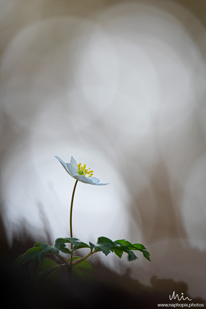 Macro 100