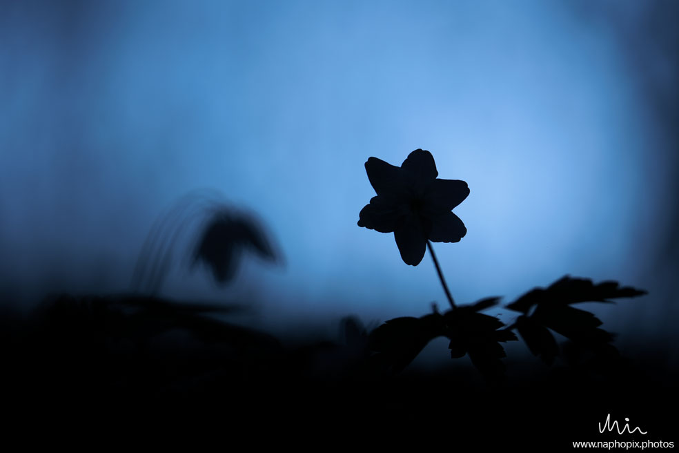 Macro 106