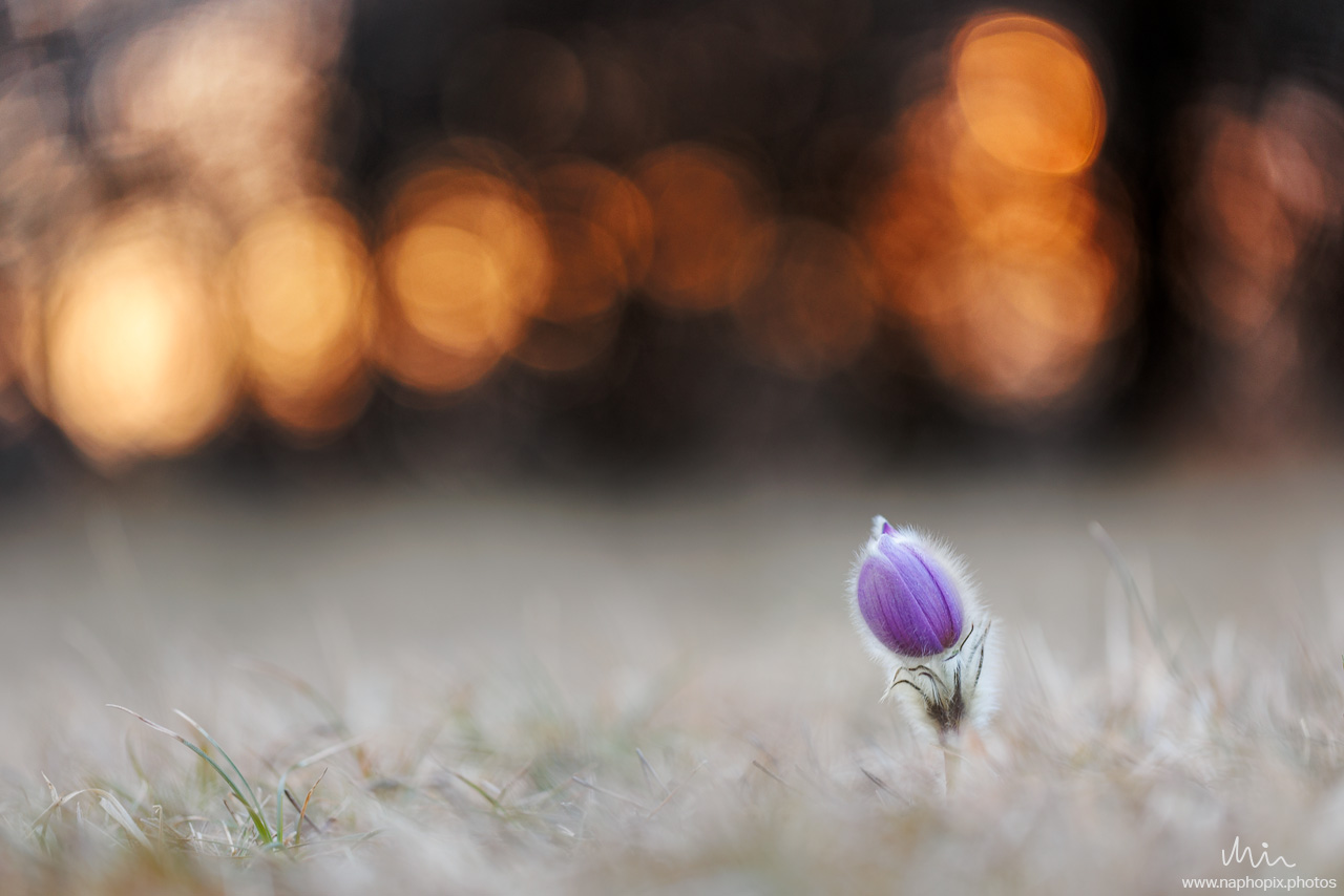 Macro 107