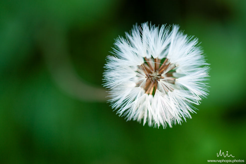 Macro 115