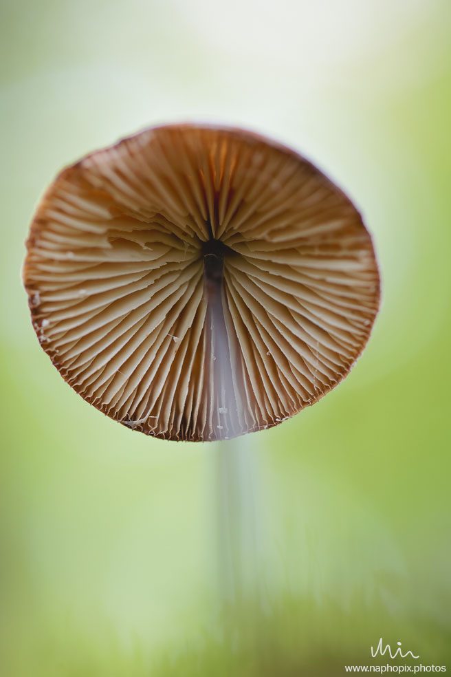 Macro 13