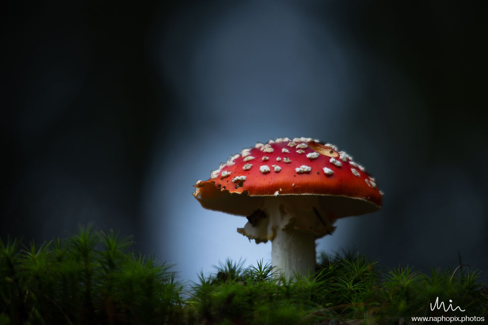 Macro 19