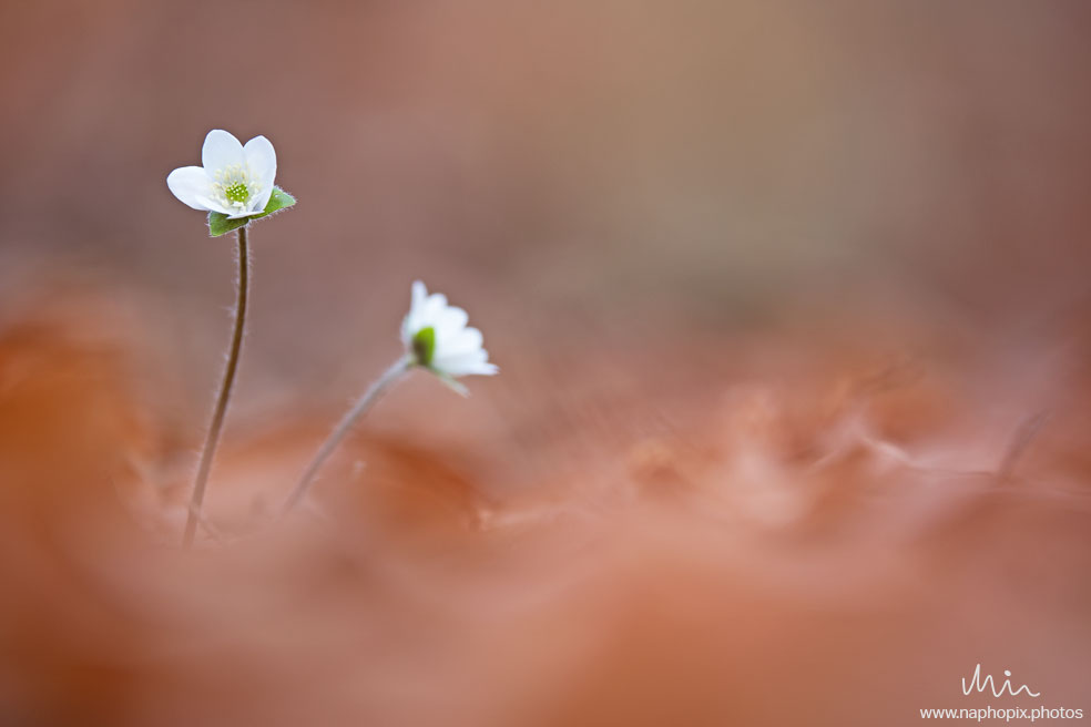 Macro 22