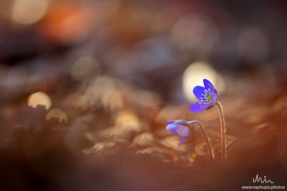 Macro 28