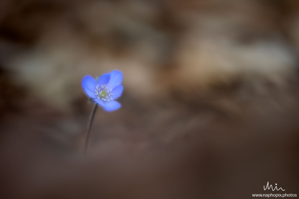Macro 31