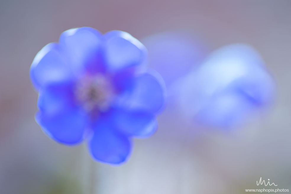 Macro 34