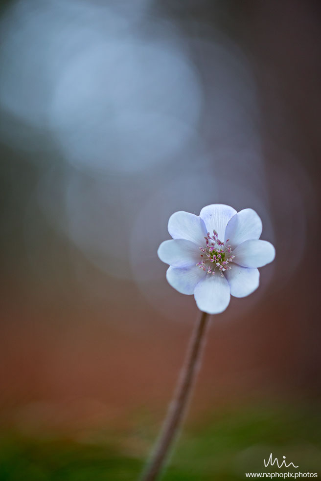Macro 37