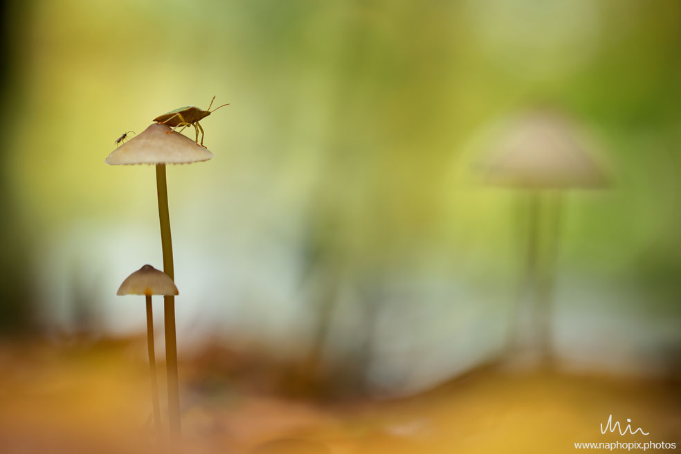 Macro 4