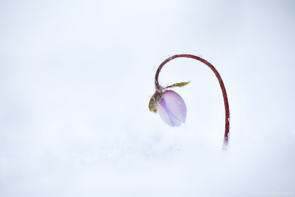 Macro 43