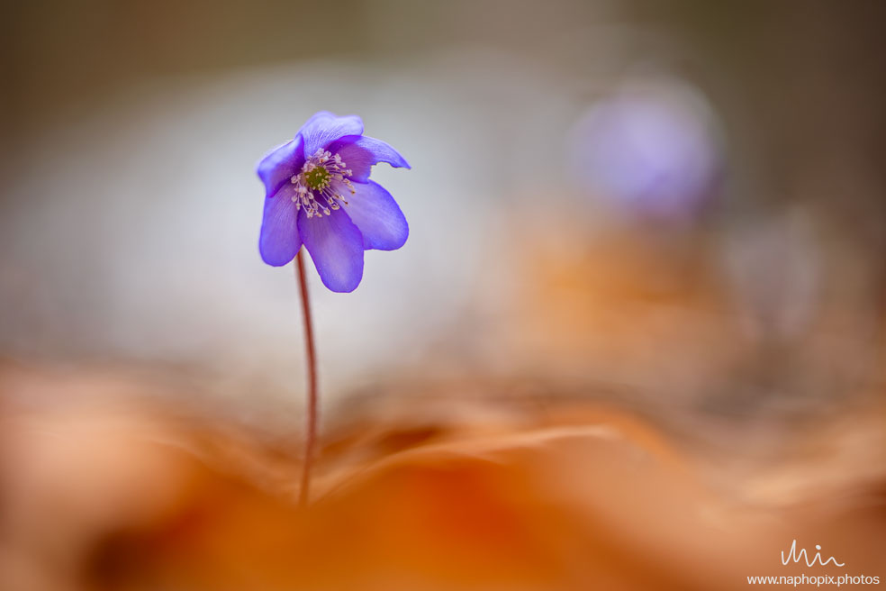 Macro 46