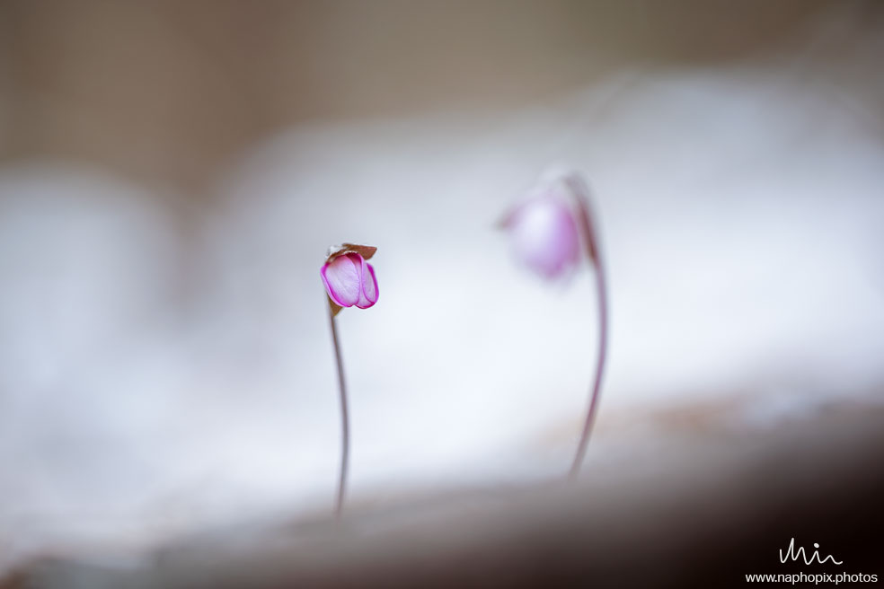 Macro 52