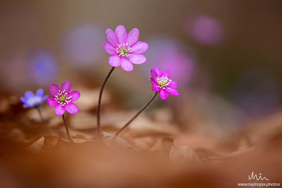 Macro 58