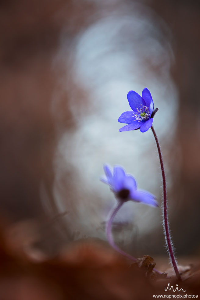 Macro 61