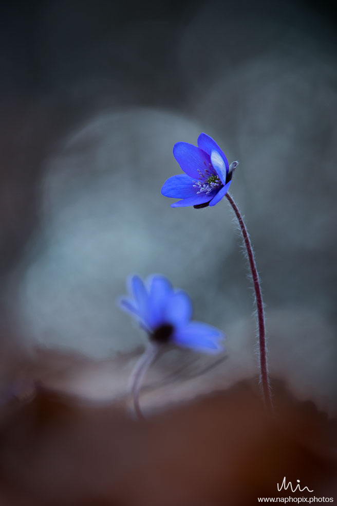 Macro 64