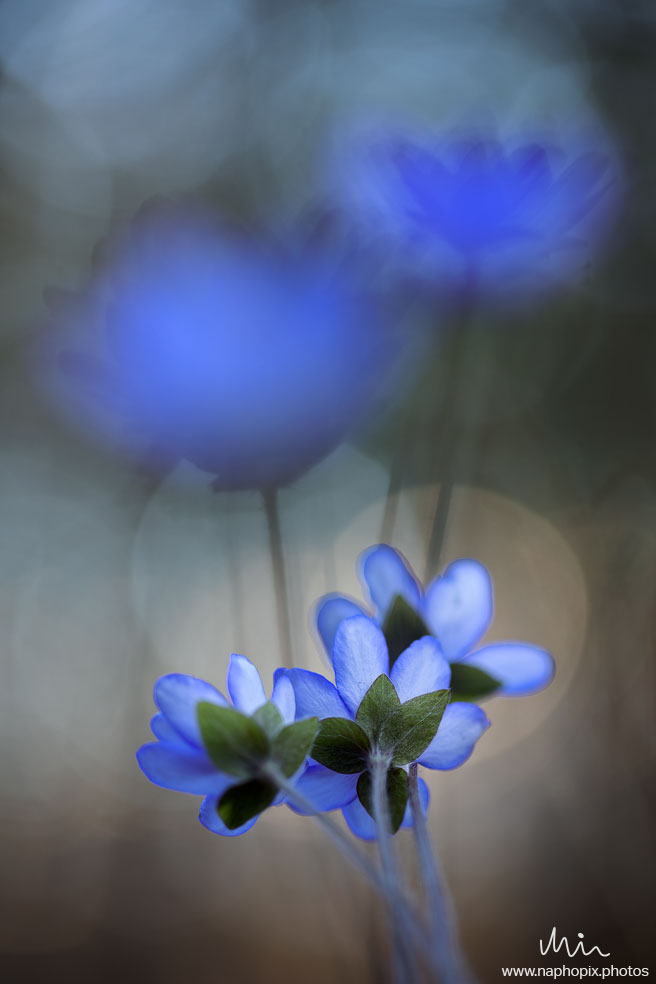 Macro 67