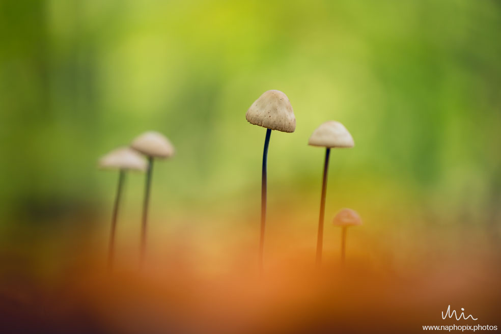 Macro 7