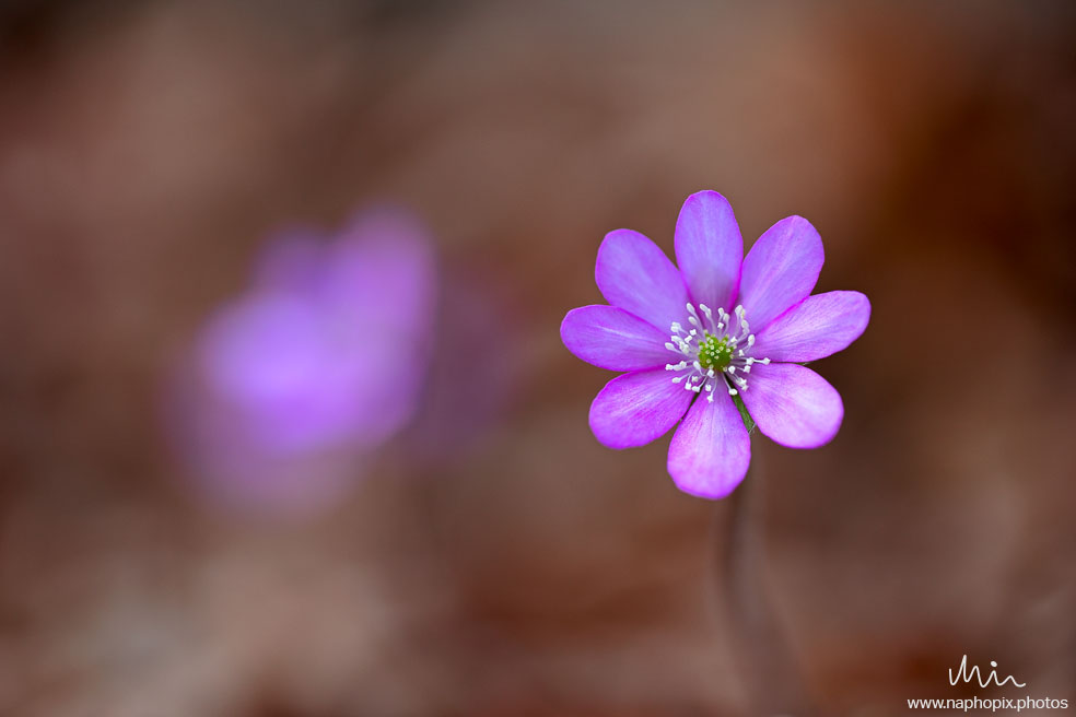 Macro 70
