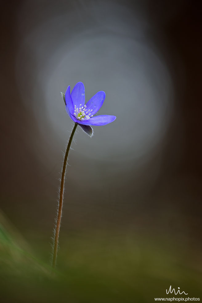 Macro 73