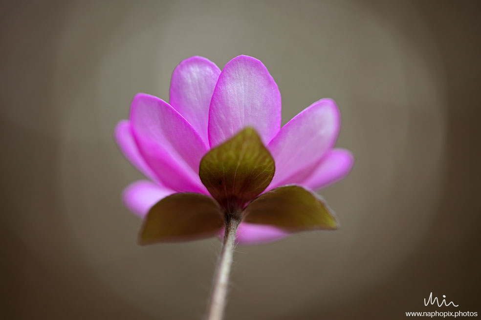 Macro 76
