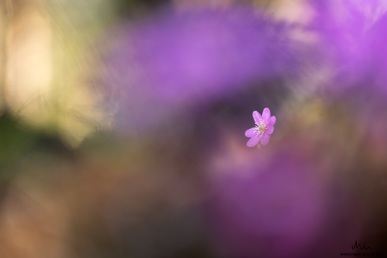 Macro 77