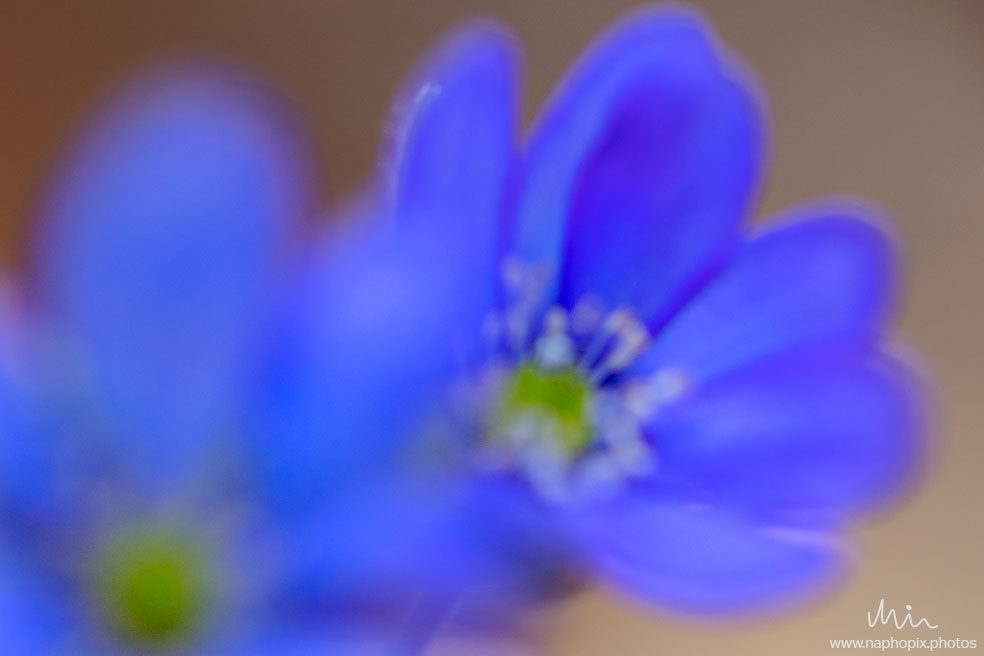 Macro 79
