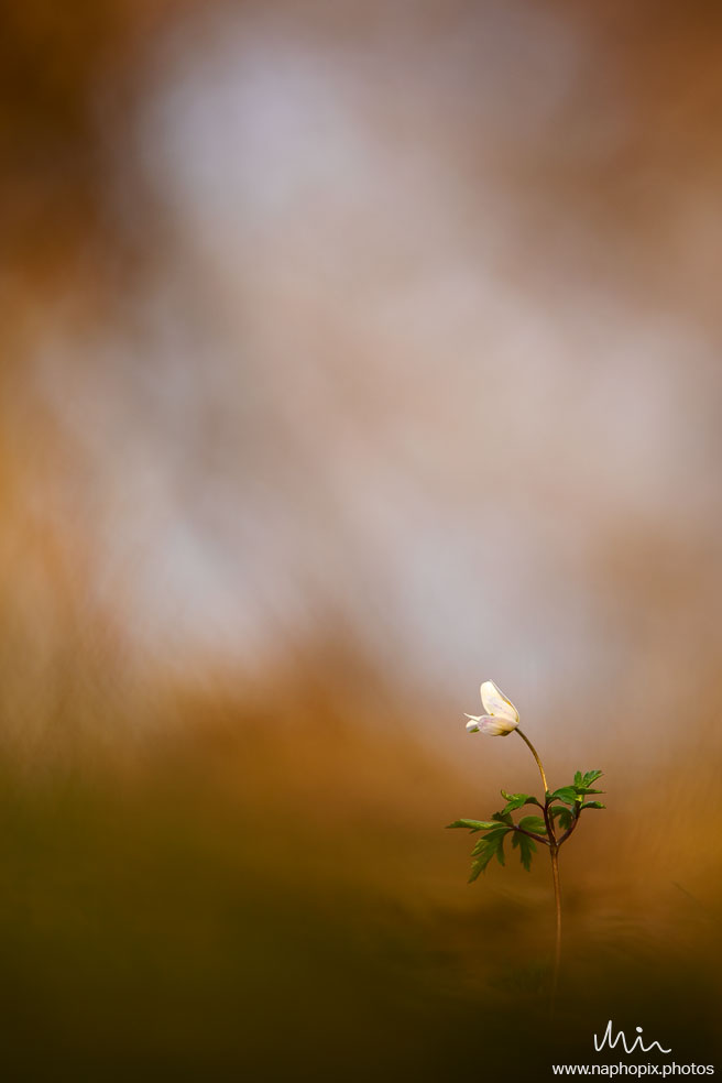 Macro 82