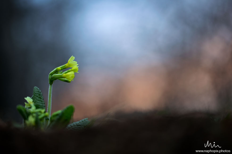 Macro 85
