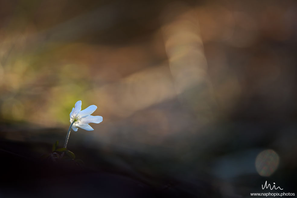 Macro 88