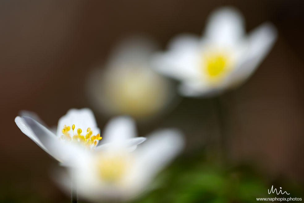 Macro 91