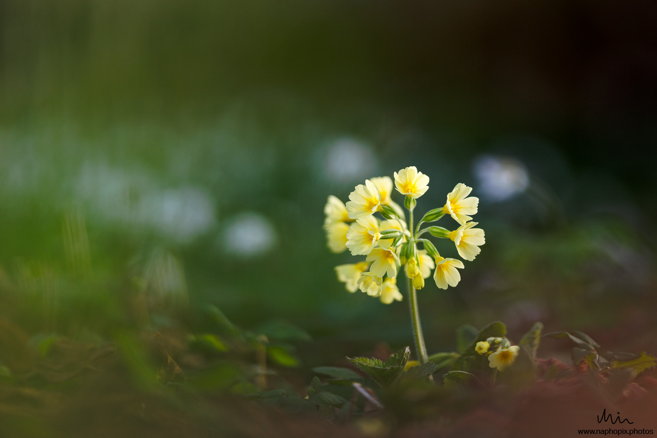 Macro 93