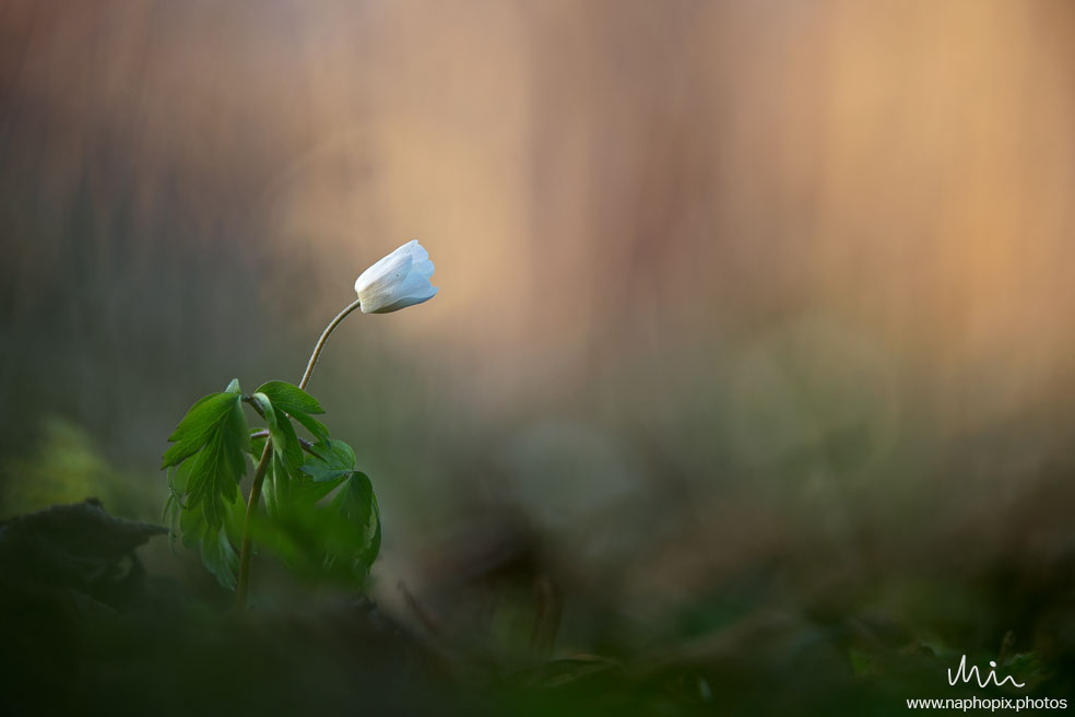 Macro 97