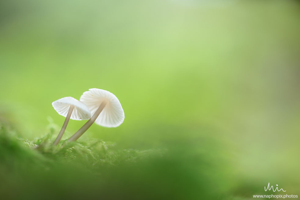 Macro 1
