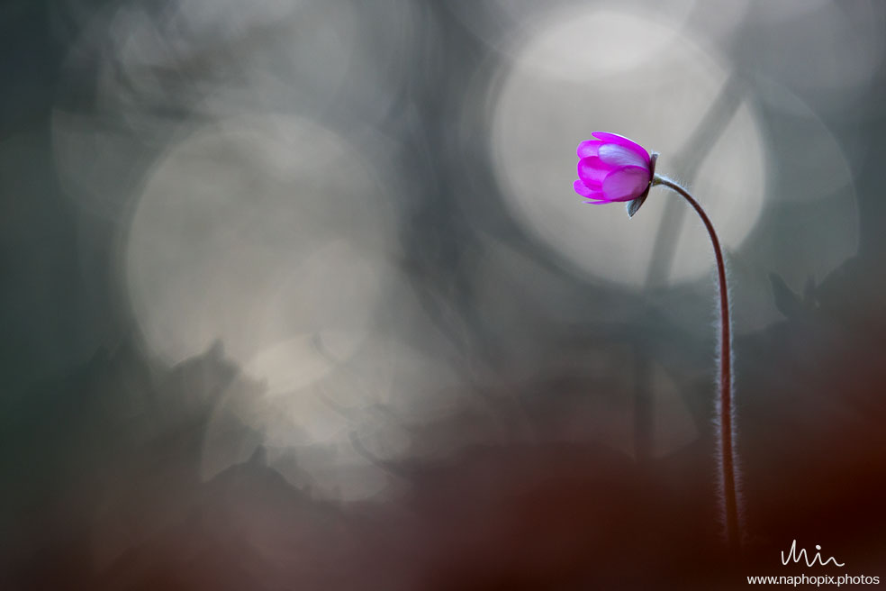 Macro 25