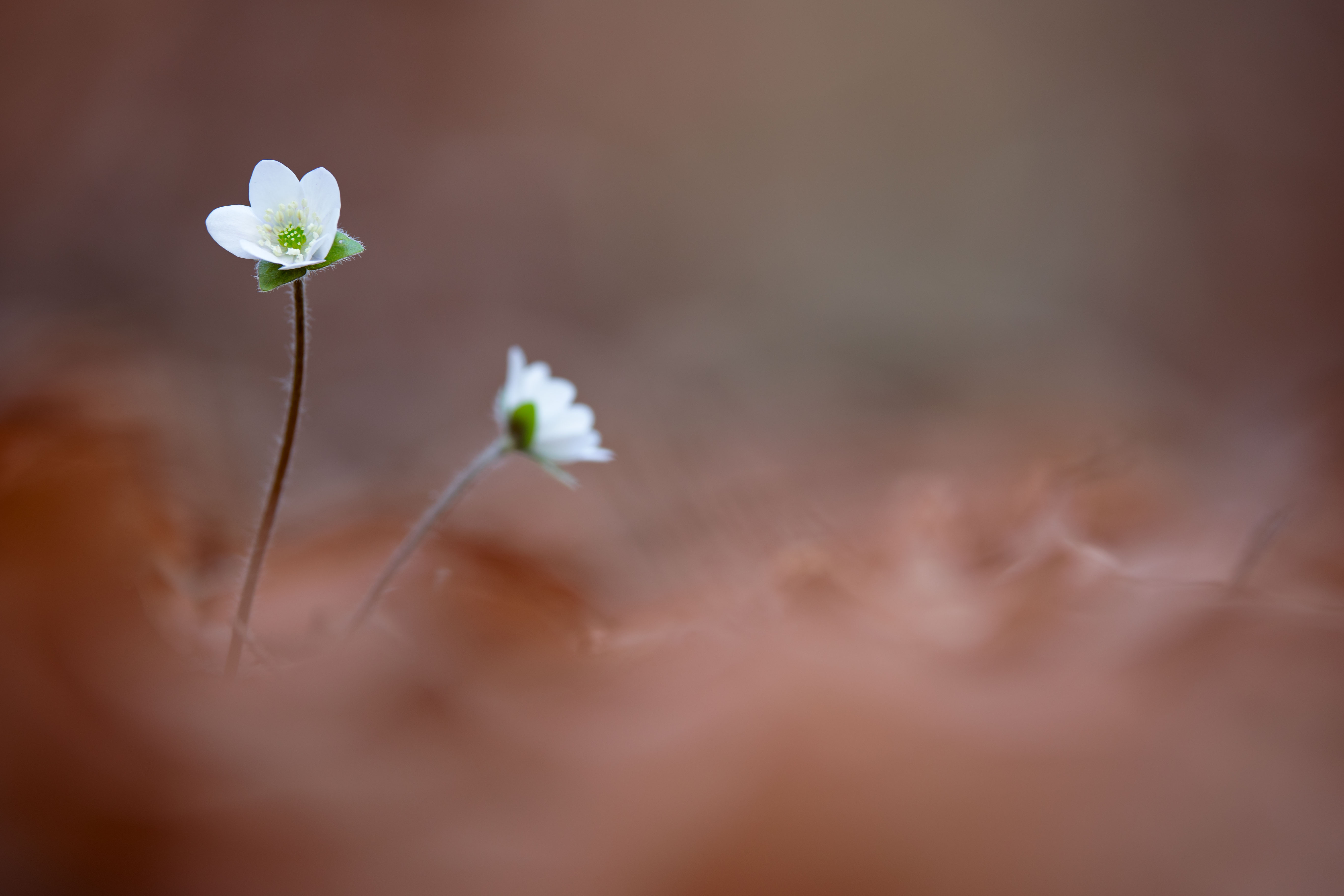 Weiße Leberblümchen