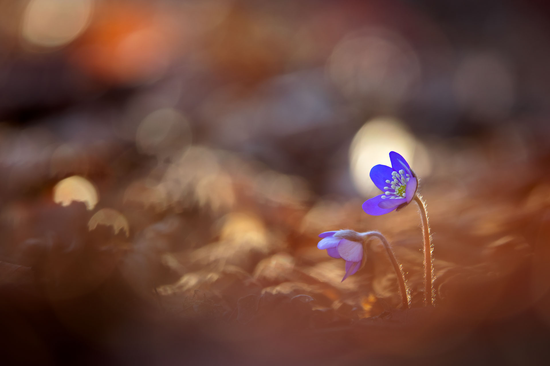 Violettes Leberblümchen