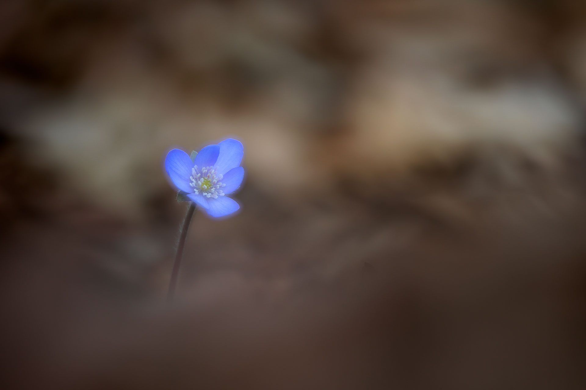 Blaues Leberblümchen