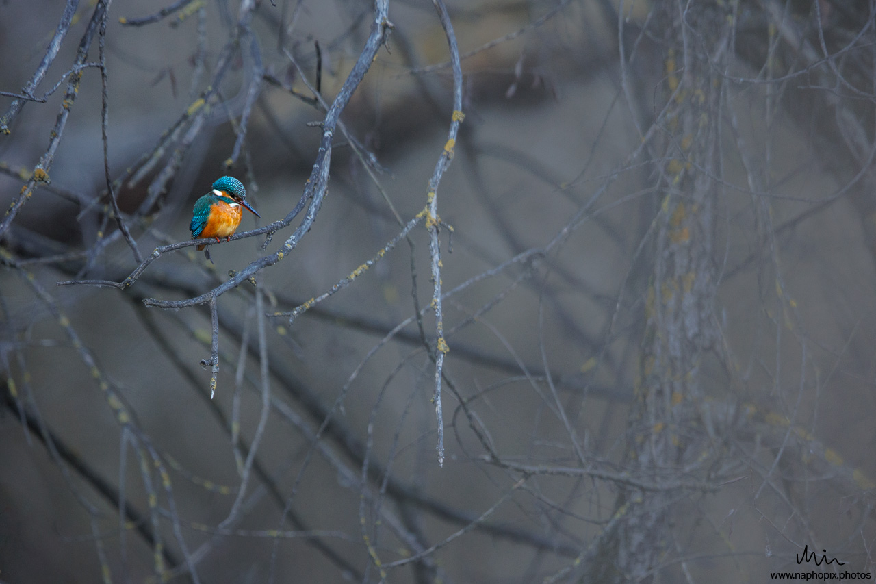 Eisvogel