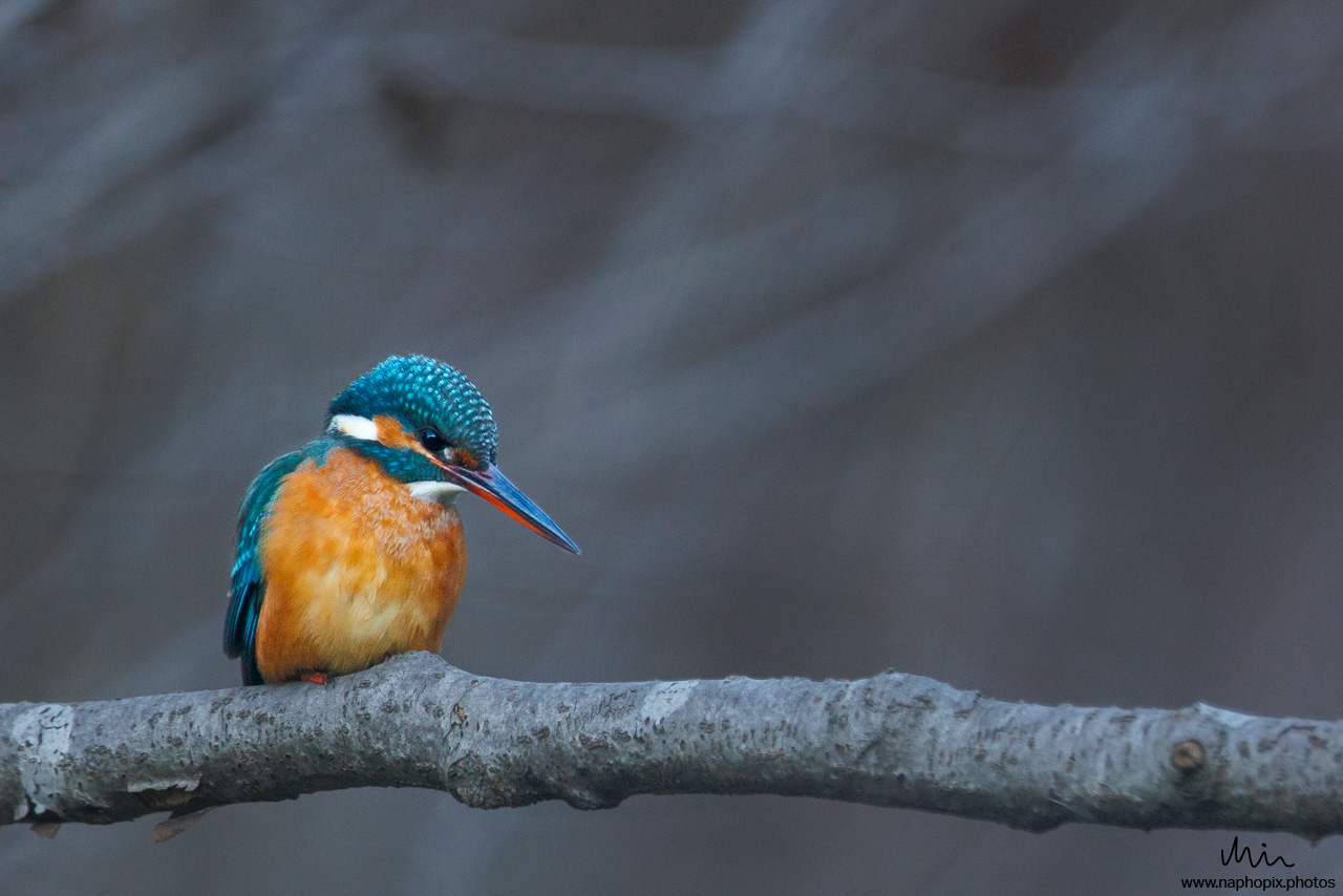 Eisvogel